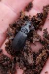 Pterostichus niger