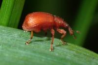 Apion frumentarium