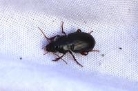 Amara aulica