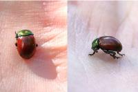 Chrysolina polita