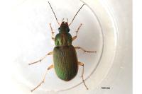 Chlaenius olivieri