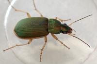 Chlaenius olivieri