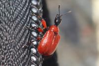 Apoderus coryli