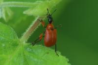 Apoderus coryli