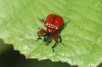 Apoderus coryli