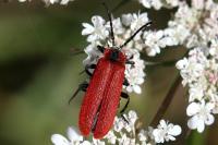 Lygistopterus sanguineus