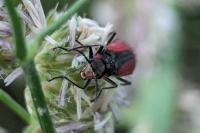 Malachius aeneus