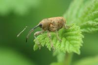 Curculio nucum