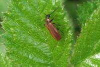 Schizotus pectinicornis