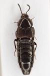 Aleochara tristis