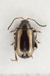 Phyllotreta undulata