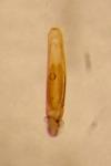 Phyllotreta undulata