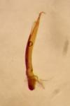 Phyllotreta undulata