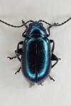 Altica lythri