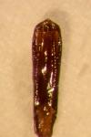 Altica lythri