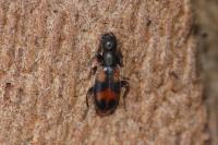 Anthicus antherinus