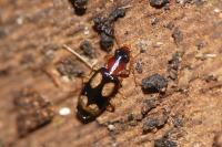 Dromius quadrimaculatus