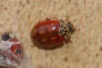 Harmonia quadripunctata