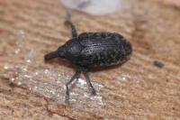 Larinus carlinae
