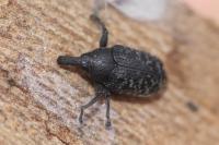 Larinus carlinae