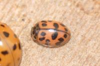 Oenopia conglobata
