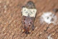 Pogonocherus hispidulus