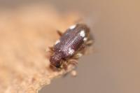 Ptinus sexpunctatus