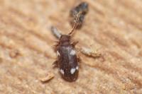 Ptinus sexpunctatus