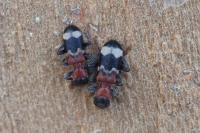 Thanasimus formicarius