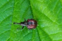 Tatianaerhynchites aequatus