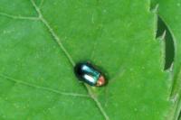 Crepidodera aurata