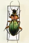 Carabus auronitens