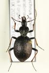 Cychrus attenuatus
