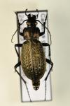 Carabus granulatus