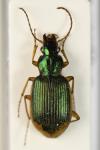Chlaenius vestitus