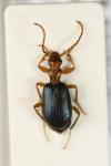 Brachinus explodens