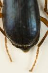 Brachinus explodens