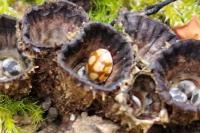 Adalia decempunctata