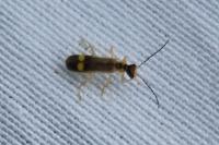 Malthinus seriepunctatus