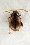 Epitrix atropae