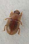 Epuraea melanocephala