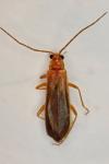 Rhagonycha translucida