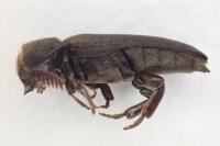 Melasis buprestoides
