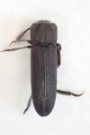 Melasis buprestoides