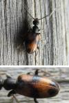 Anthicus antherinus
