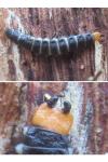 Lygistopterus sanguineus