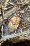Cybister lateralimarginalis