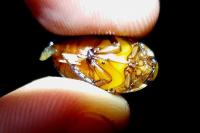 Graphoderus