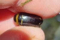 Hydaticus transversalis