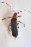 Ancistronycha violacea